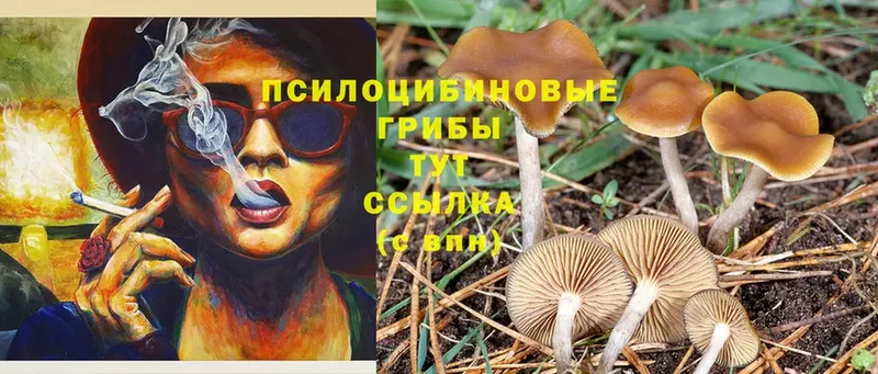 Псилоцибиновые грибы Magic Shrooms  сайты даркнета Telegram  Асино 